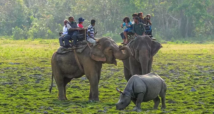 Plan an exciting family trip from Bangalore to Kaziranga National Park, Assam, for wildlife exploration.