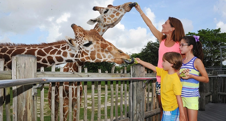 Children exploring the zoo, excited to see animals up close during their visit.