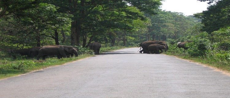 mudumalai wildlife