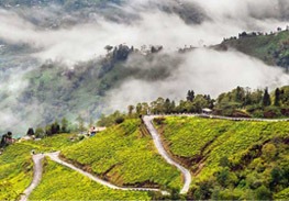 Gangtok Darjeeling