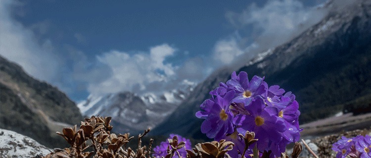 Gangtok Flower