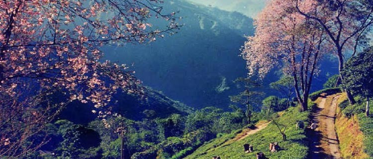 darjeeling Valley  Road