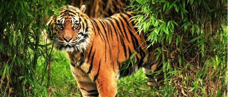 Kolkata sunderban