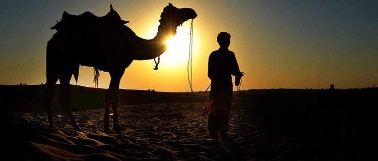 Desert Camel Ride