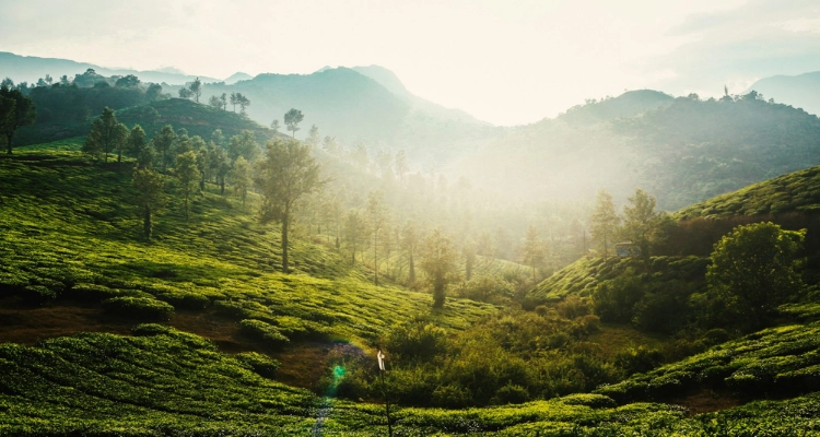  A mesmerizing view of tea estates surrounded by hills and sunlight, ideal for hiking and sightseeing